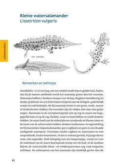 Herkenning amfibie&euml;n en reptielen
