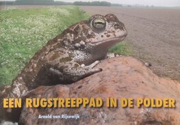 Een Rugstreeppad in de polder